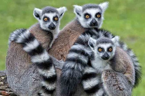 Tierlexikon: Katta