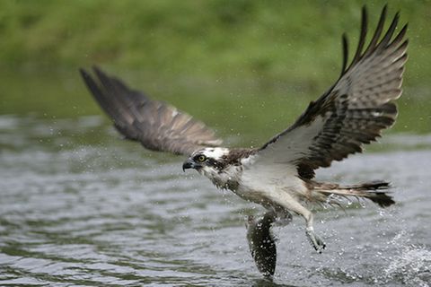 Tierlexikon: Fischadler