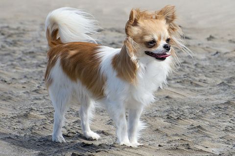 Tierlexikon: Chihuahua