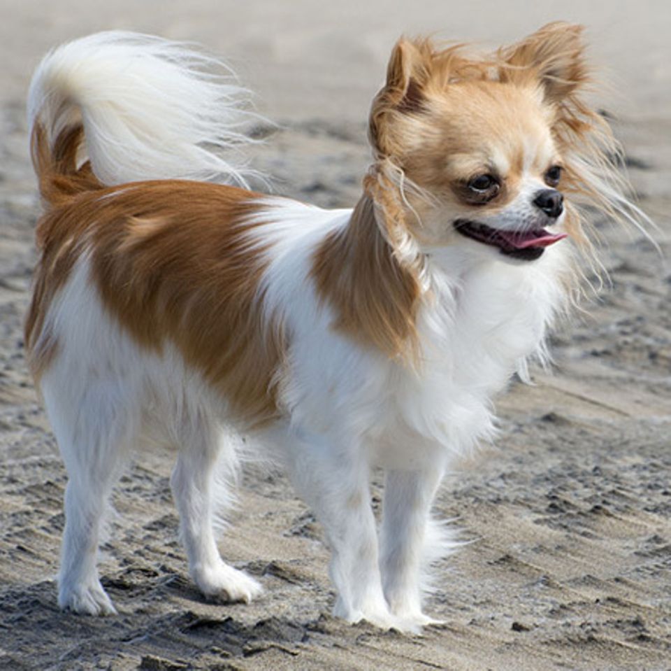 Tierlexikon: Chihuahua