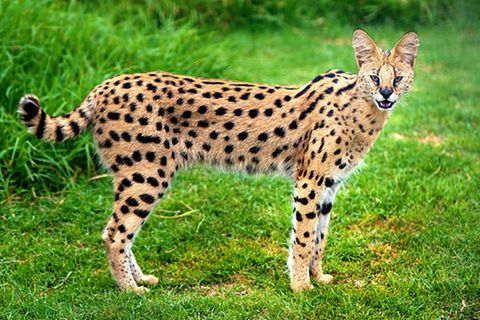 Tierlexikon: Serval