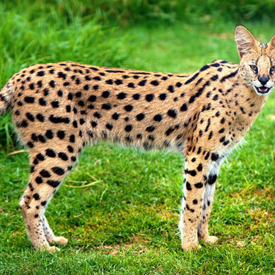 Tierlexikon: Serval