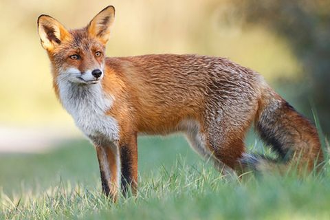 Tierlexikon: Rotfuchs