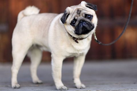 Tierlexikon: Mops