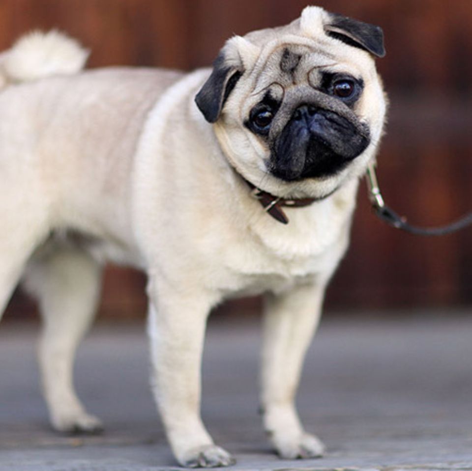 Tierlexikon: Mops