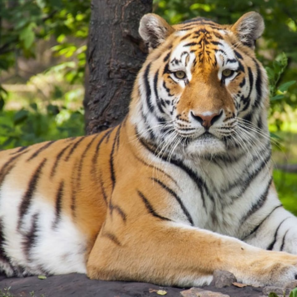 Tierlexikon: Königstiger