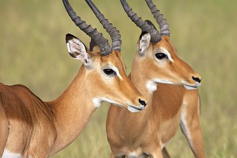 Tierlexikon: Impala