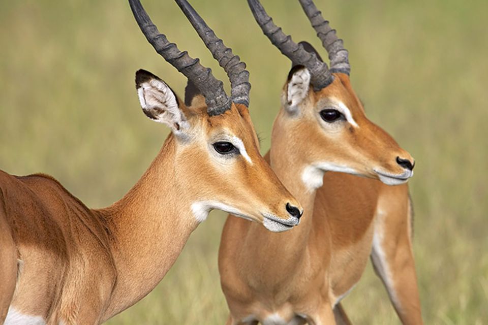 Tierlexikon: Impala