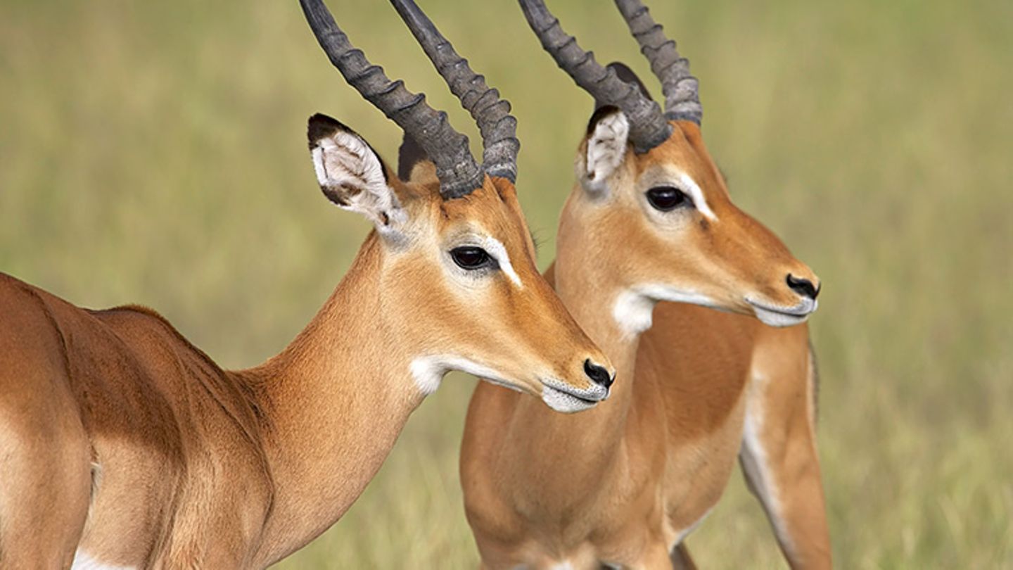 Impala Infos im Tierlexikon [GEOLINO]