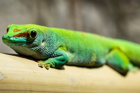 Tierlexikon: Gecko
