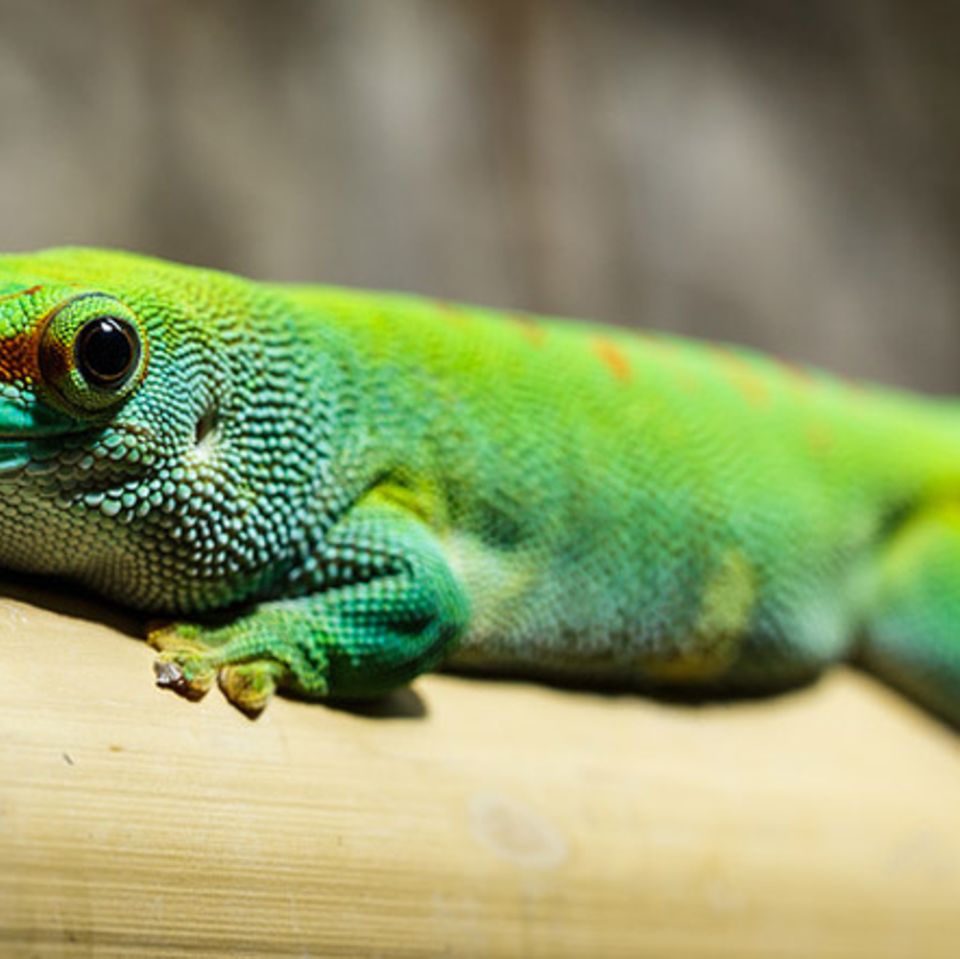 Tierlexikon: Gecko