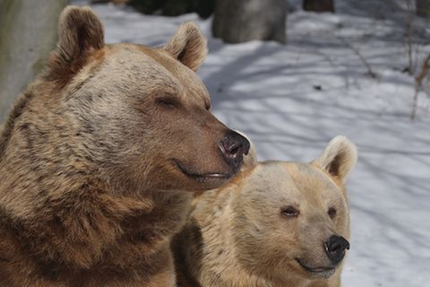Tierlexikon: Braunbär