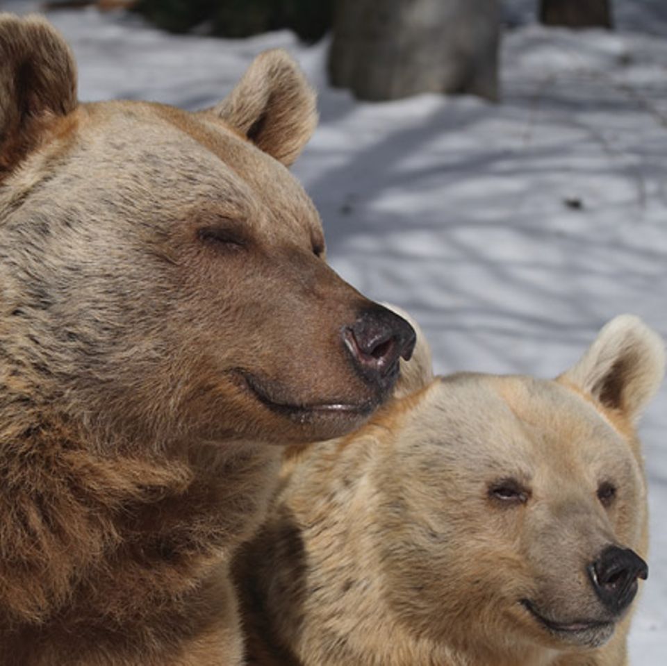 Tierlexikon: Braunbär