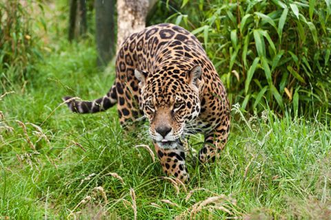 Tierlexikon: Jaguar