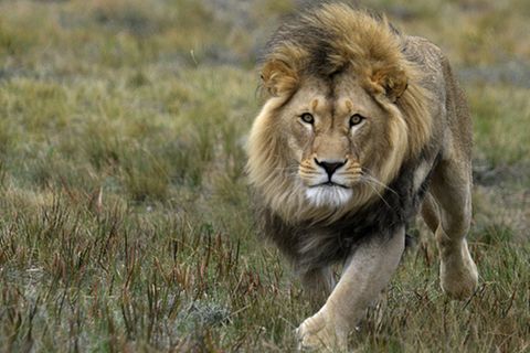 Tierlexikon: Löwe