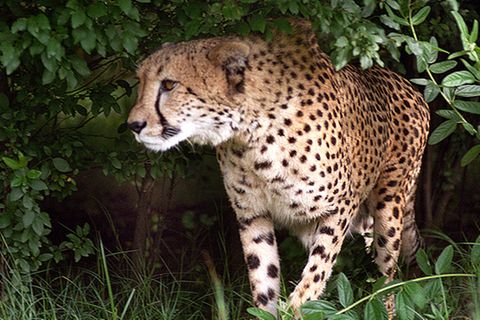 Tierlexikon: Gepard
