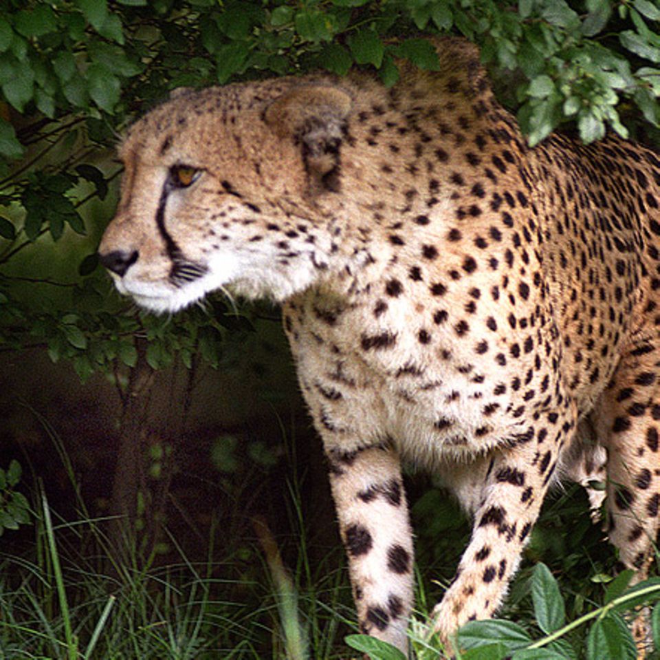 Tierlexikon: Gepard