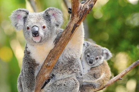 Tierlexikon: Koala