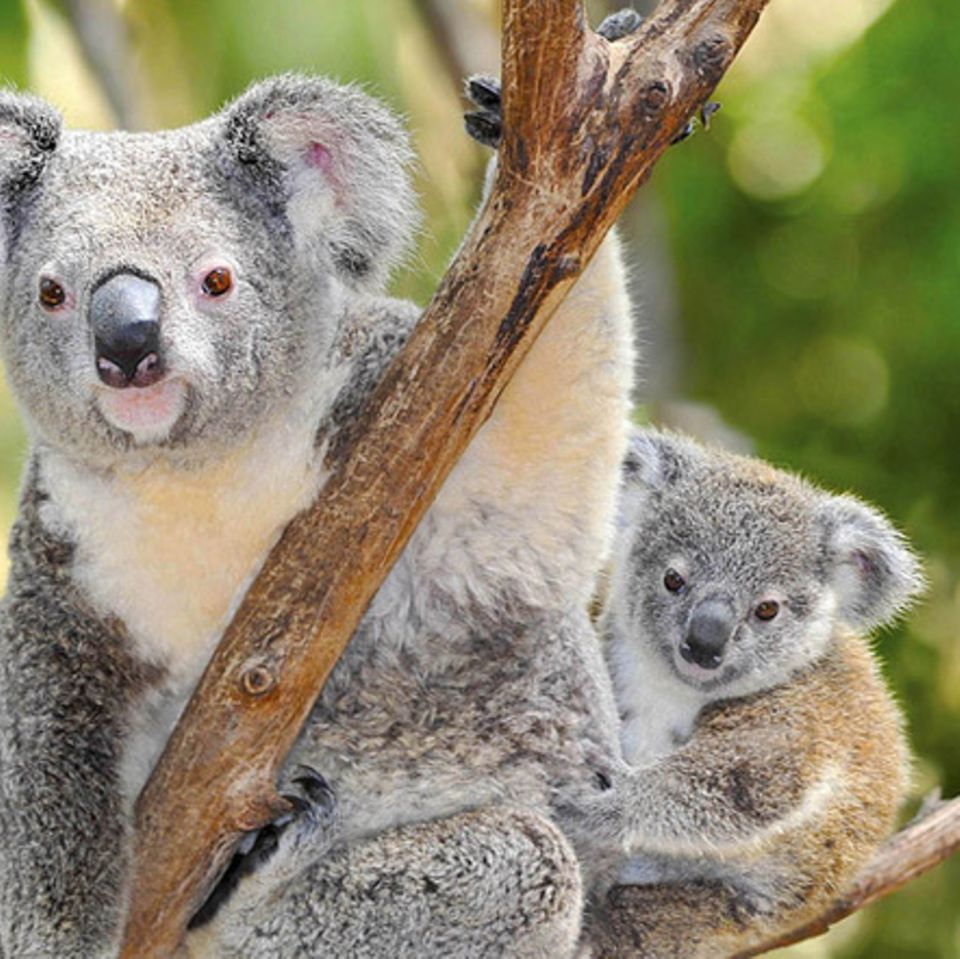 Tierlexikon: Koala