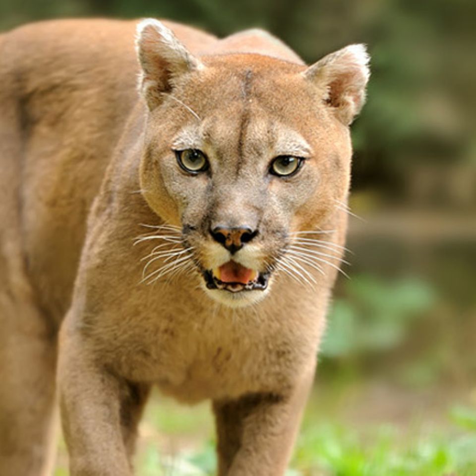 Tierlexikon: Puma