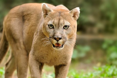 Tierlexikon: Puma