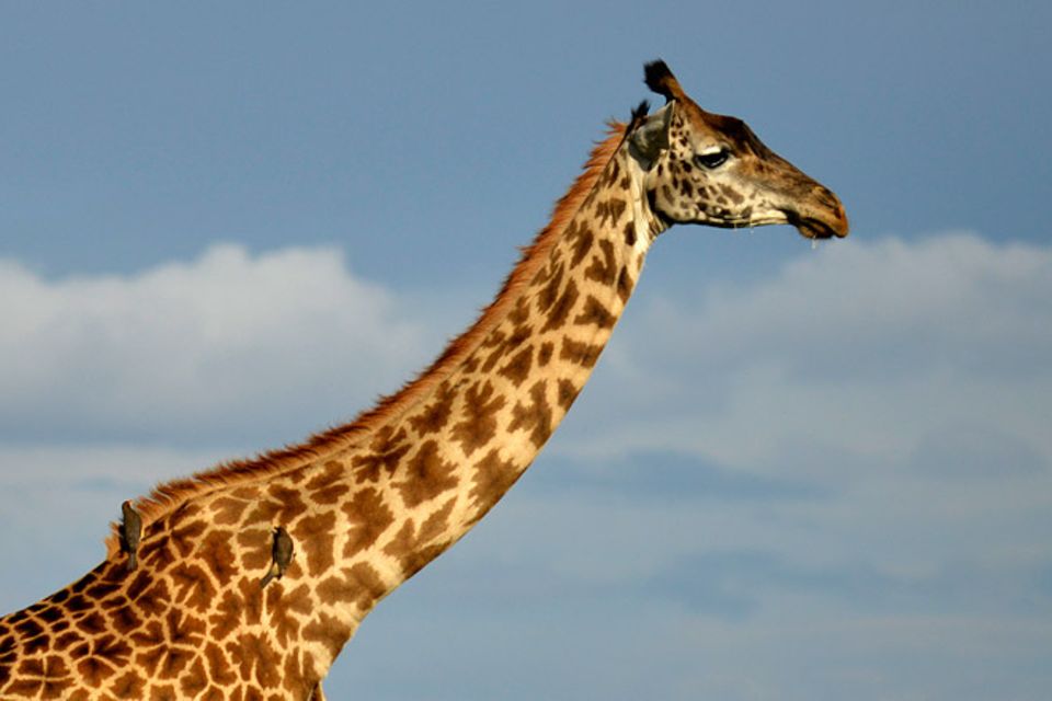 Tierlexikon: Giraffen: Riesen der Savanne