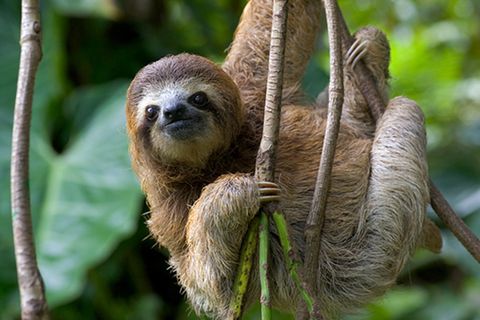 Tiere: Die Hängepartie der Faultiere