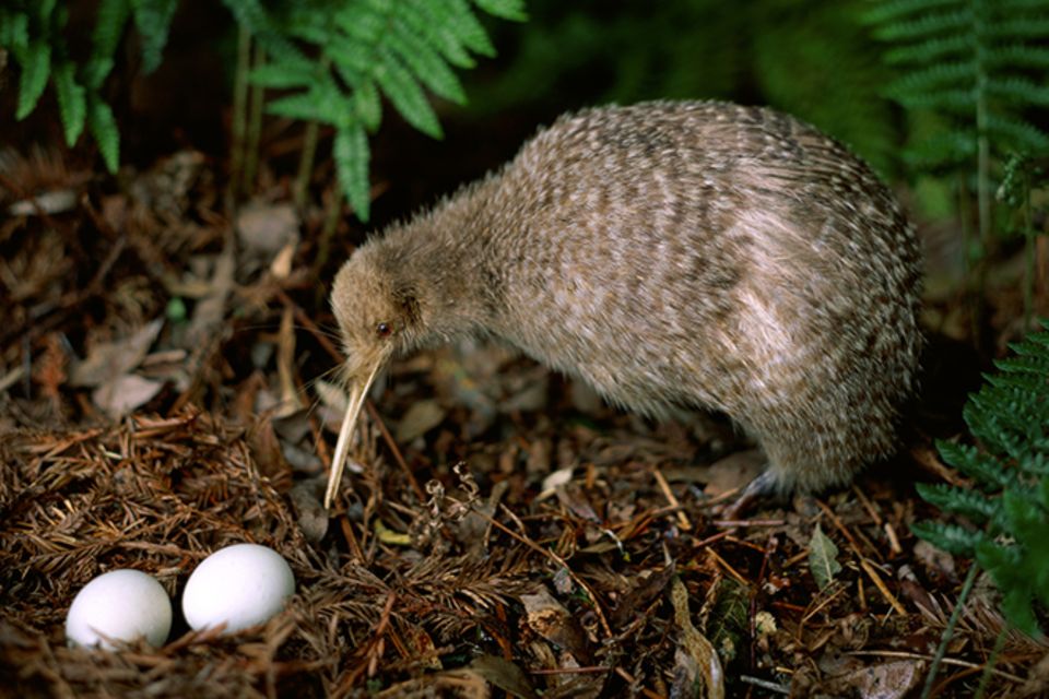 Tierlexikon: Kiwi