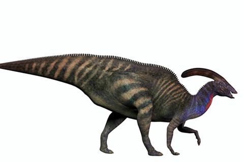 Tierlexikon: Parasaurolophus