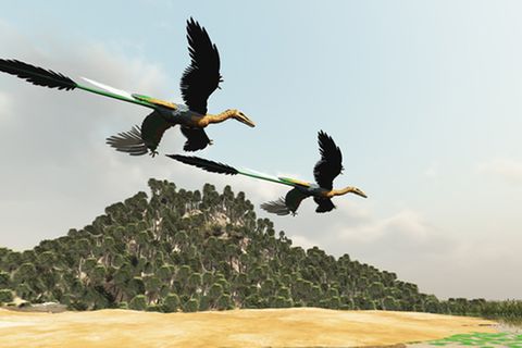 Tierlexikon: Microraptor