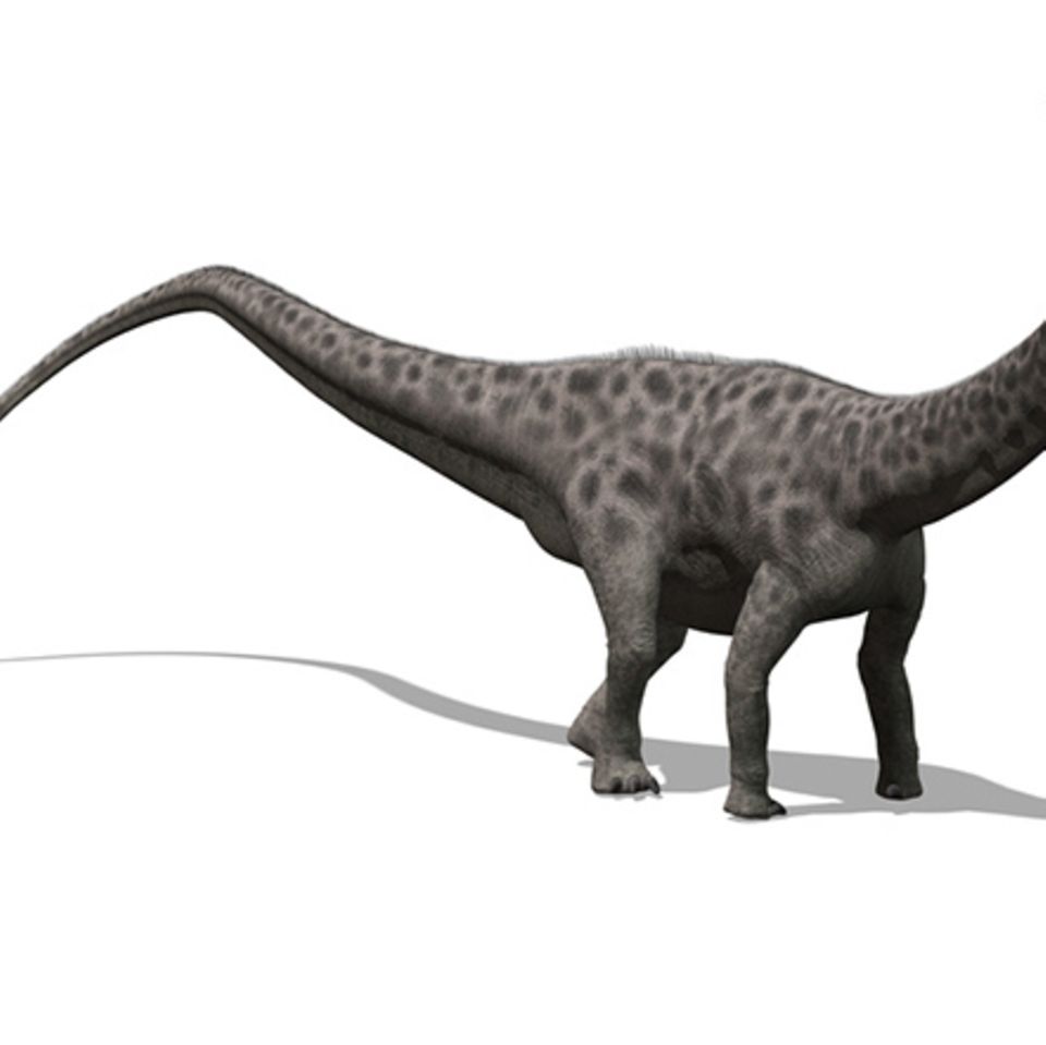 Tierlexikon: Diplodocus
