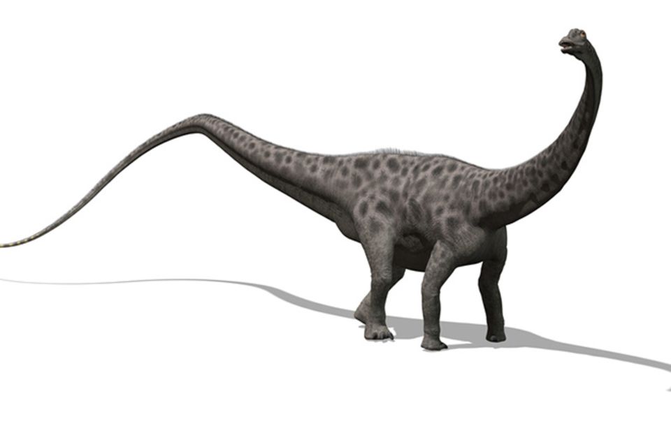 Tierlexikon: Diplodocus