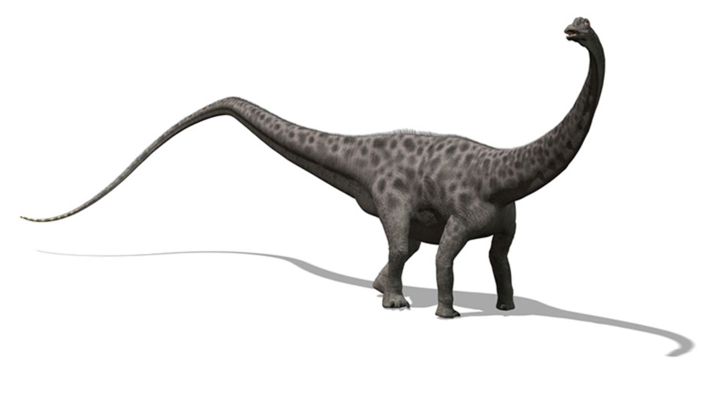 Tierlexikon Diplodocus [GEOLINO]