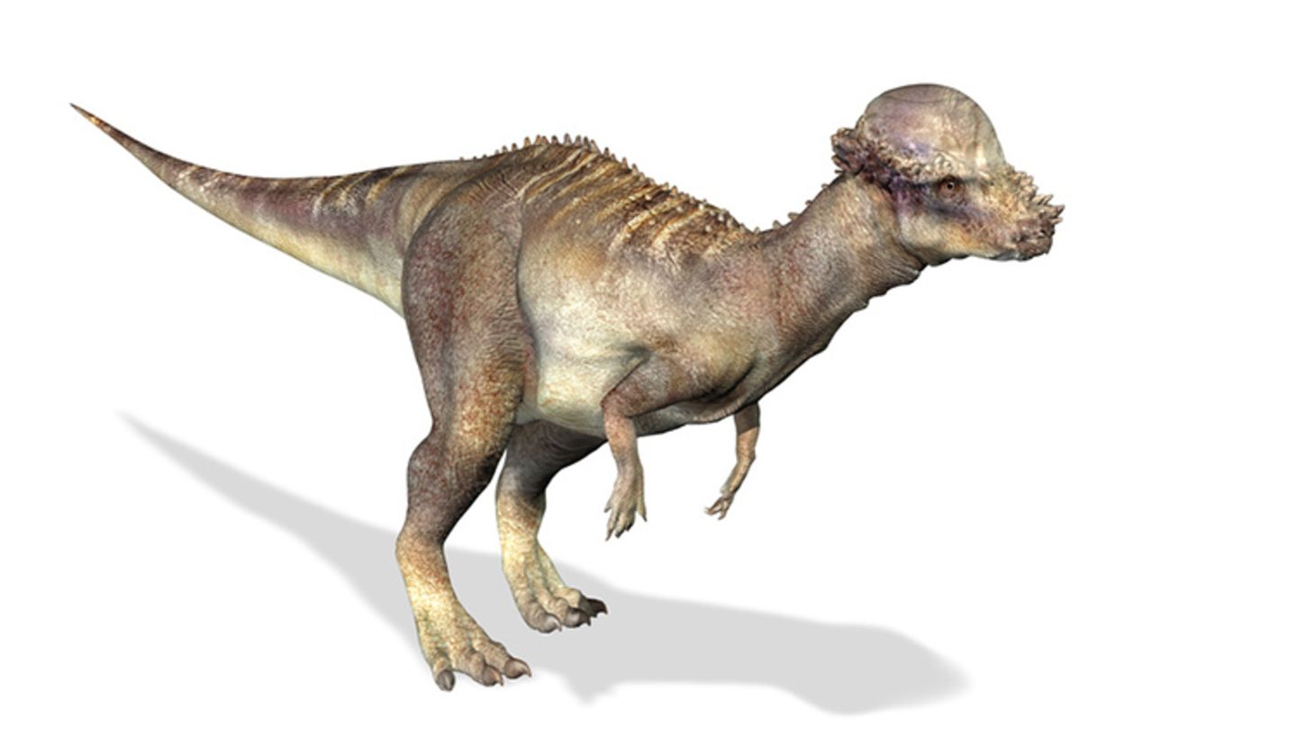 Tierlexikon: Pachycephalosaurus - [GEOLINO]