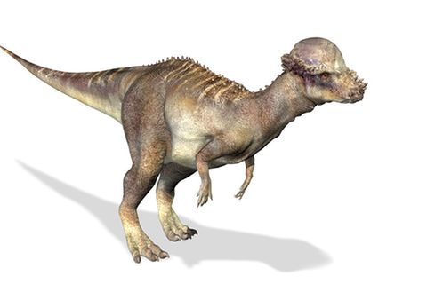 Tierlexikon: Pachycephalosaurus