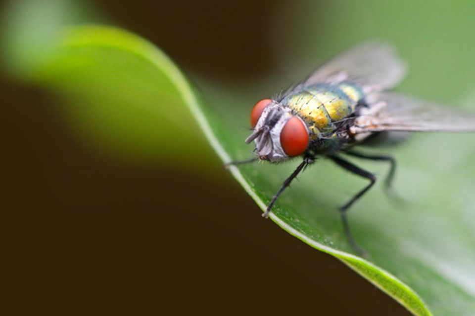 Tierlexikon: Fliege