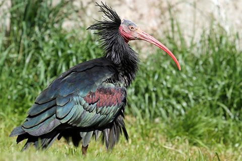 Tierlexikon: Waldrapp