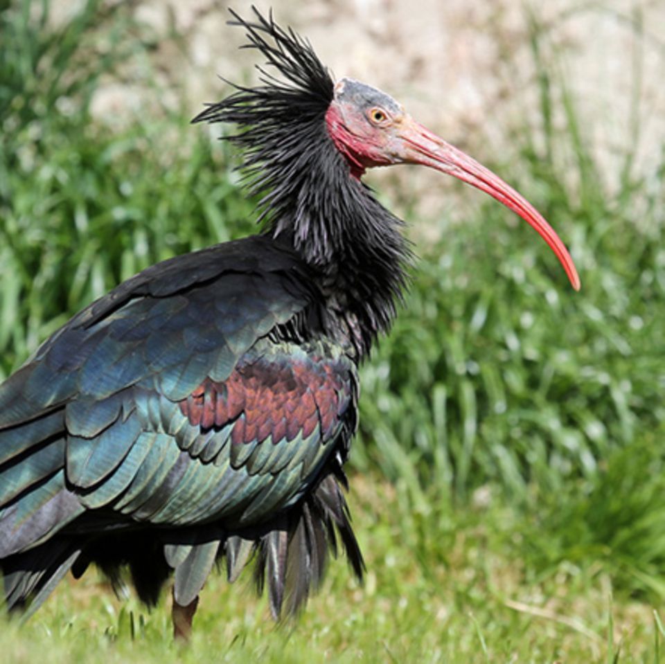 Tierlexikon: Waldrapp