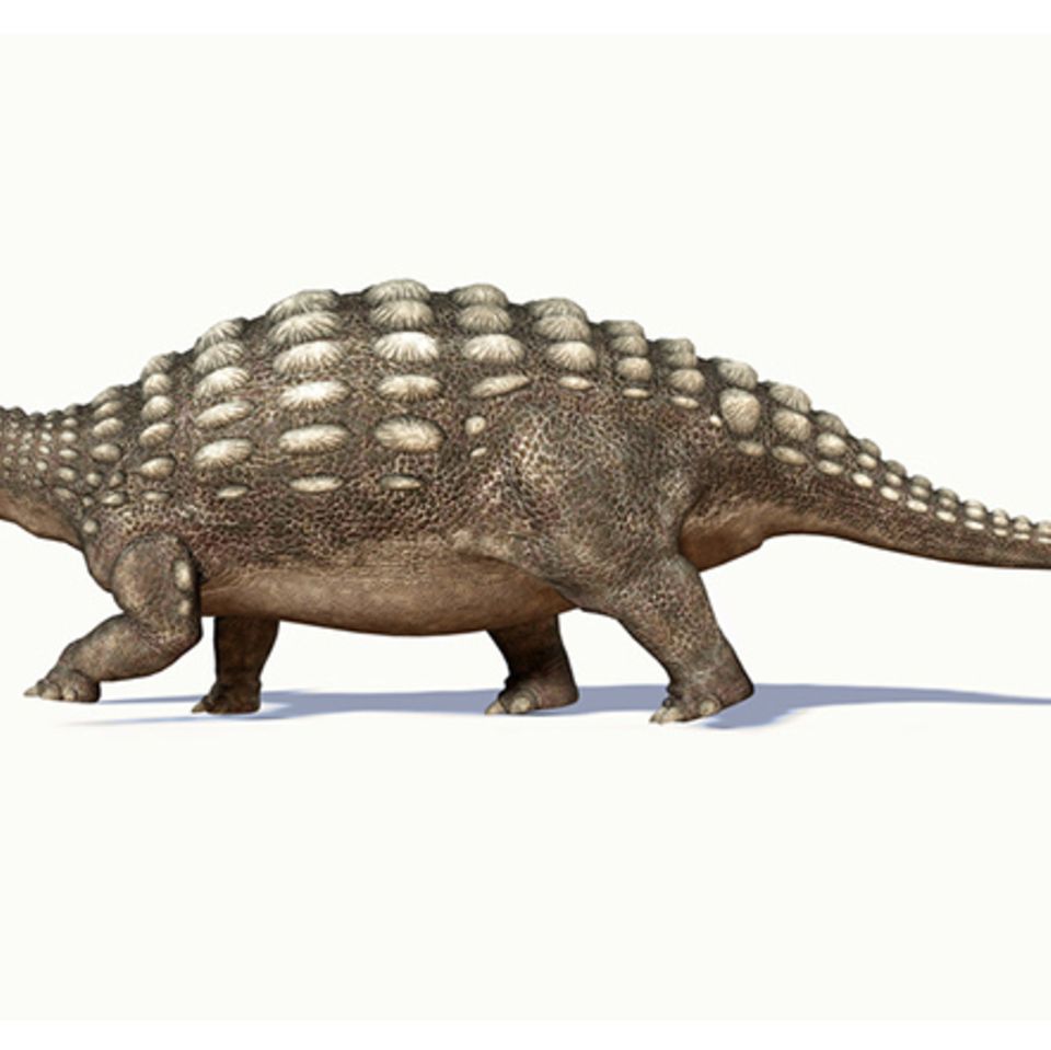 Tierlexikon: Ankylosaurus