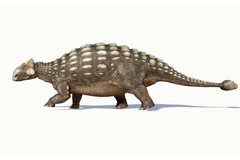Tierlexikon: Ankylosaurus