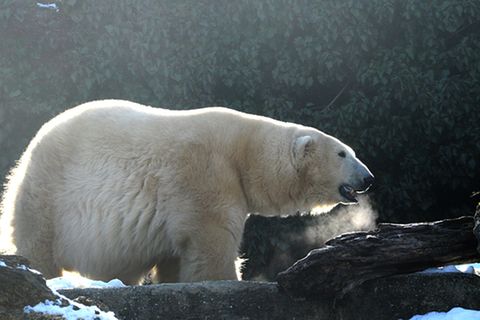 Tierlexikon: Eisbär