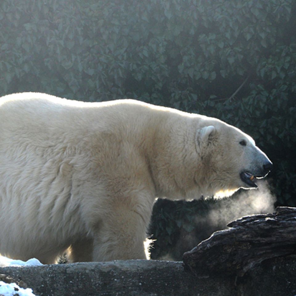 Tierlexikon: Eisbär