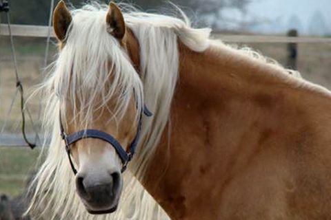 Tierlexikon: Haflinger