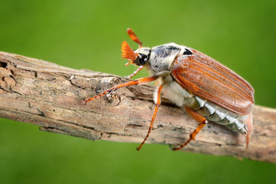 Tierlexikon: Käfer