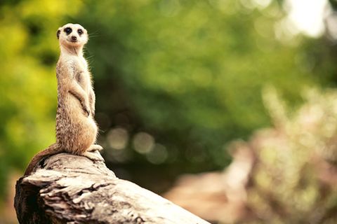 Tierlexikon: Erdmännchen