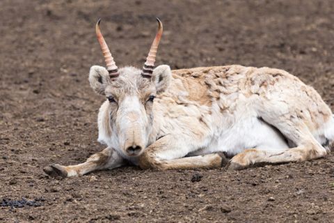 Tierlexikon: Saiga