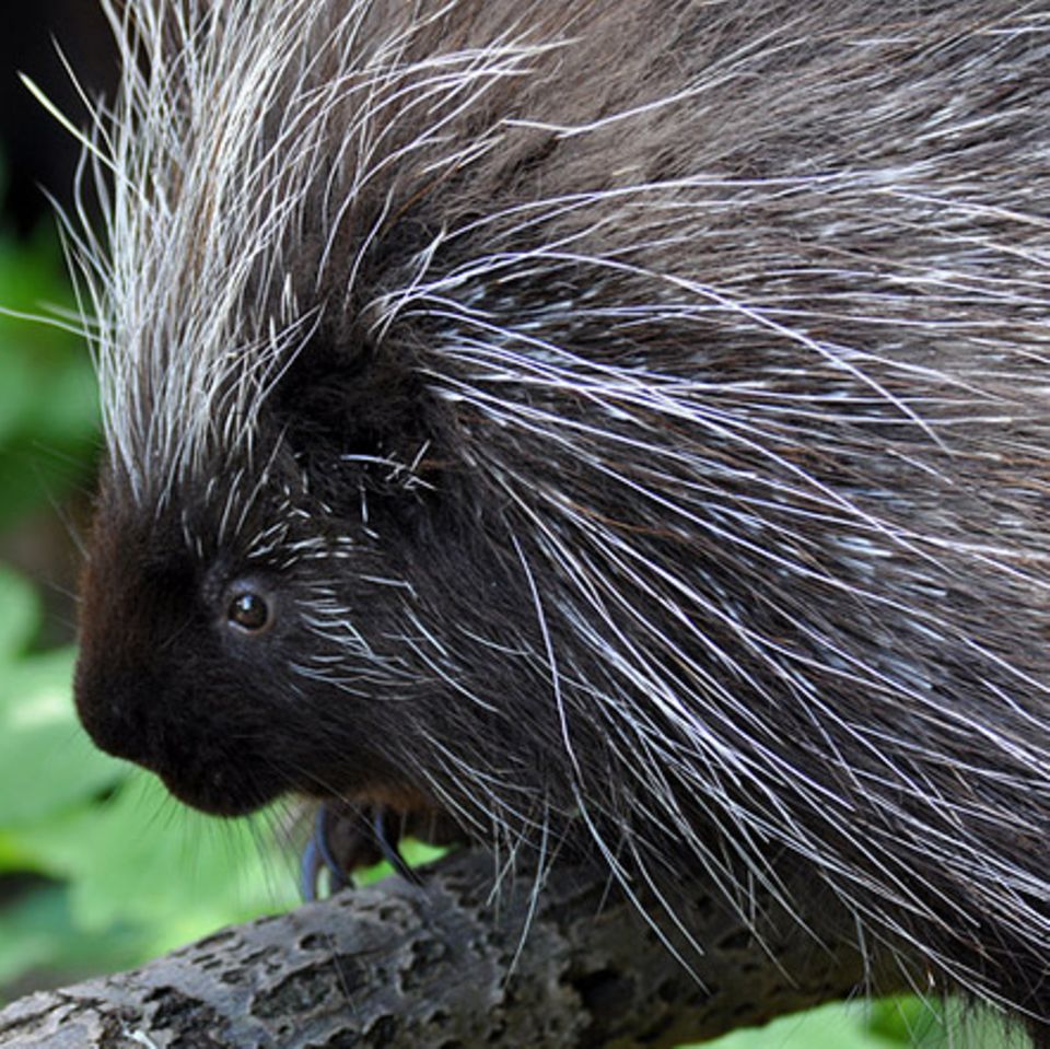 Tierlexikon: Baumstachler