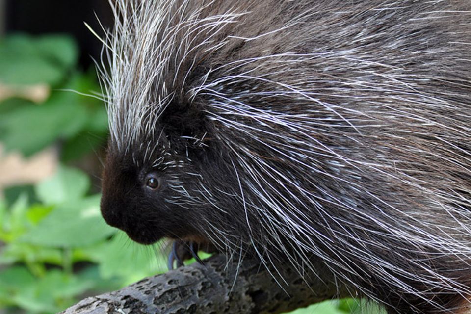 Tierlexikon: Baumstachler