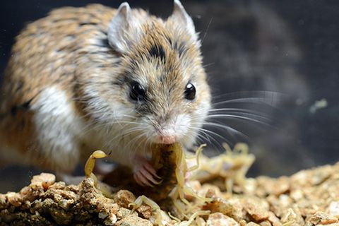 Tierlexikon: Grashüpfermaus