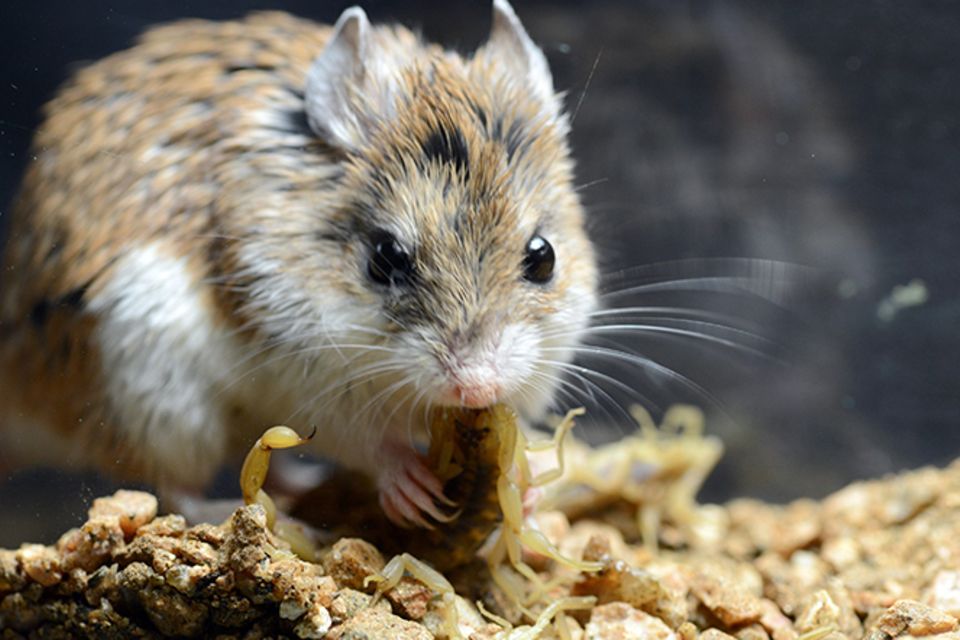 Tierlexikon: Grashüpfermaus